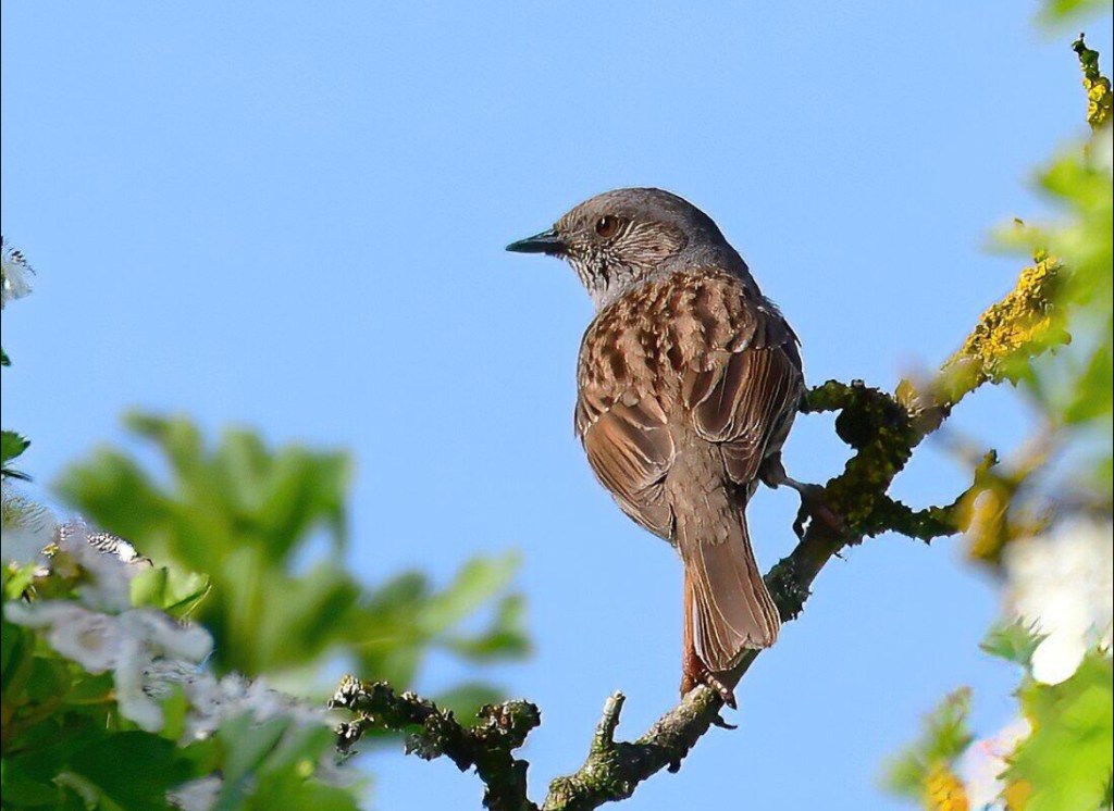 A dunnock perches on a twig. 